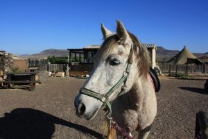 Equitación en Fuerteventura