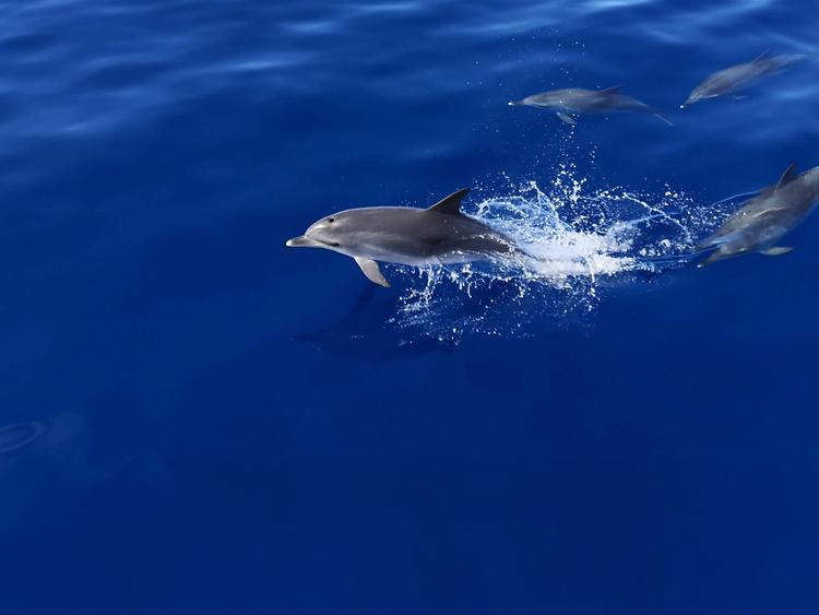 Whale and Dolphin Safari + Snorkeling