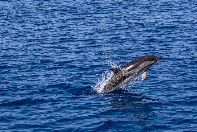 Avistamiento de Cetáceos: Delfines y Ballenas